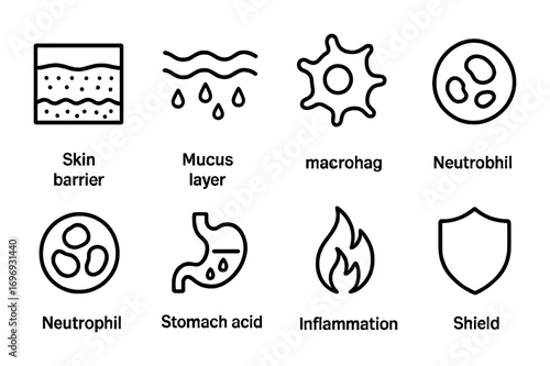Innate Immunity Icons. Outline icon set of innate immunity: skin barrier, mucus layer, phagocyte, macrophage,
