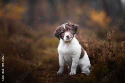 jack russell terrier puppy