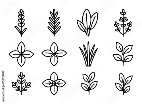 Aromatic Plant Icons. Outline icon set of aromatic plants: lavender, rosemary, sage, thyme, mint, basil,