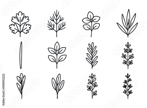 Culinary Herb Icons. Outline icon set of culinary herb sprigs: parsley sprig, dill sprig, oregano sprig,