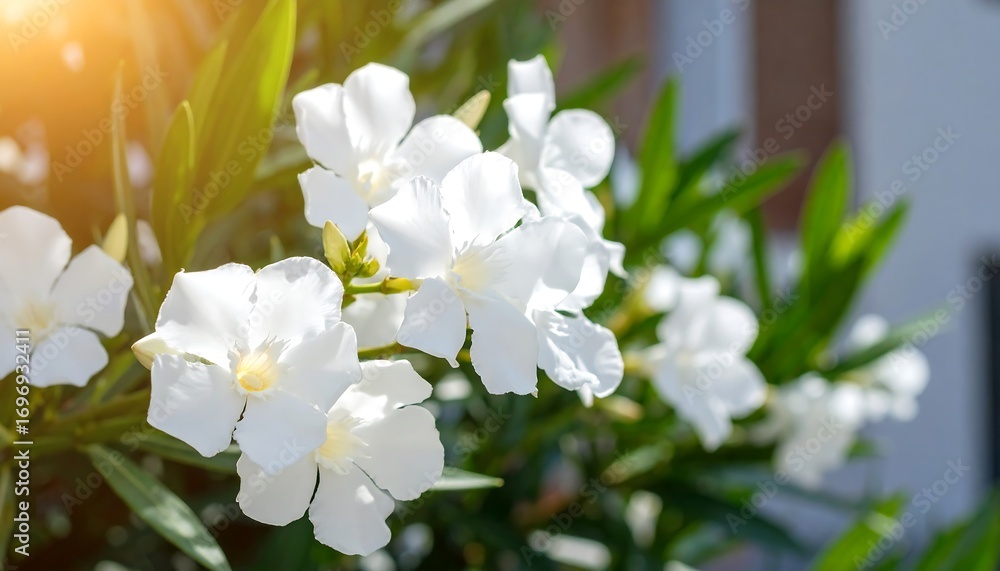Obraz premium Elegant white oleander blossoms in a sun-drenched garden setting, perfect for spring