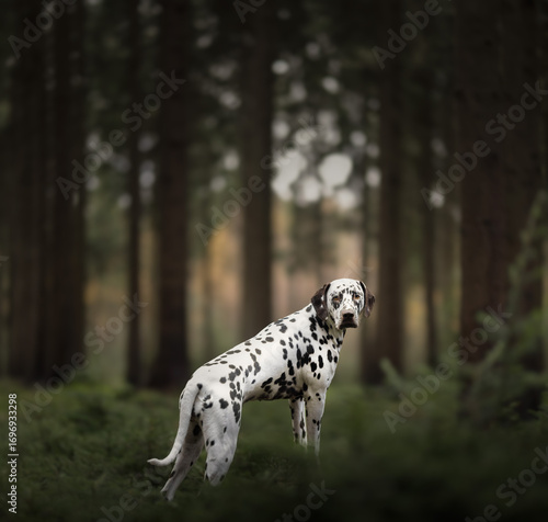 dalmatian dog portrait