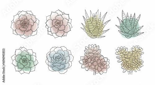 Eight Minimalist Succulent Illustrations with Watercolor Washes
