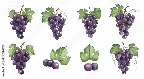 A collection of eight hand-painted watercolor illustrations of ripe purple grapes with green leaves, isolated on a white background