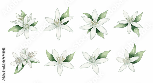 Eight delicate white coffee blossoms with green leaves, captured in a minimalist watercolor style on a clean white background