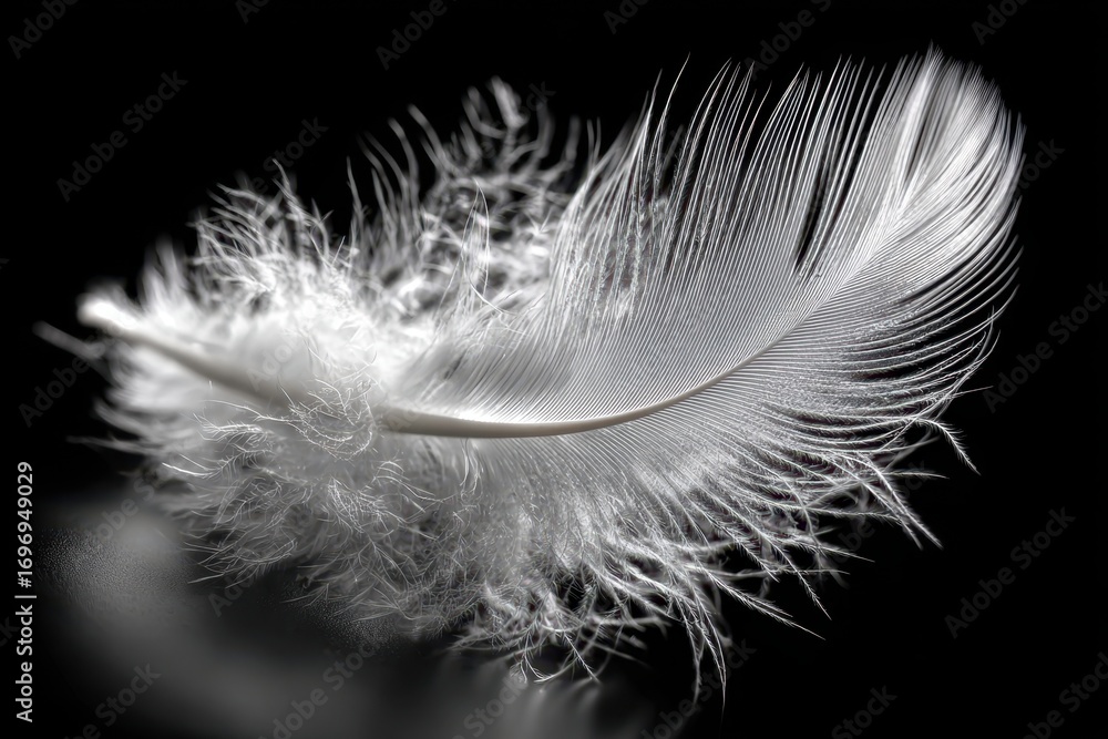 Obraz premium Single White Feather on a Dark Background