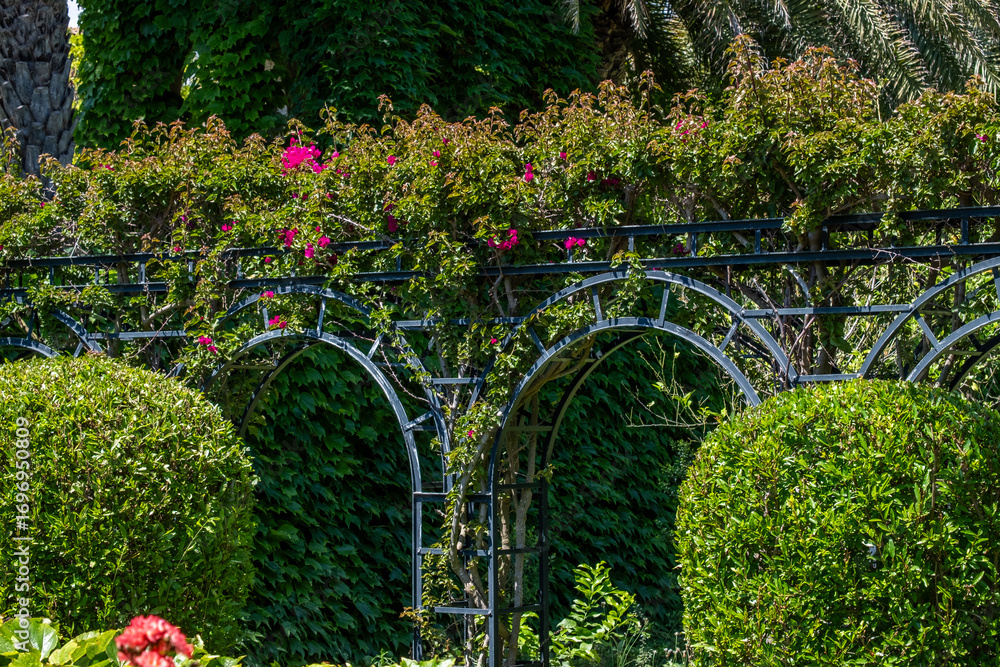 Naklejka premium Lush green Denia and Mediterranean garden featuring vibrant pink roses climbing on elegant trellises, surrounded by manicured hedges, creating a serene Mediterranean vacation atmosphere