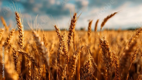 Golden wheat field under blue sky close up view of ripe ears of grain natural agriculture background harvest season rural farmland countryside concept organic food production summer landscape