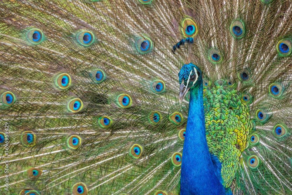 Obraz premium Peacock's Awesome Display - Kauai