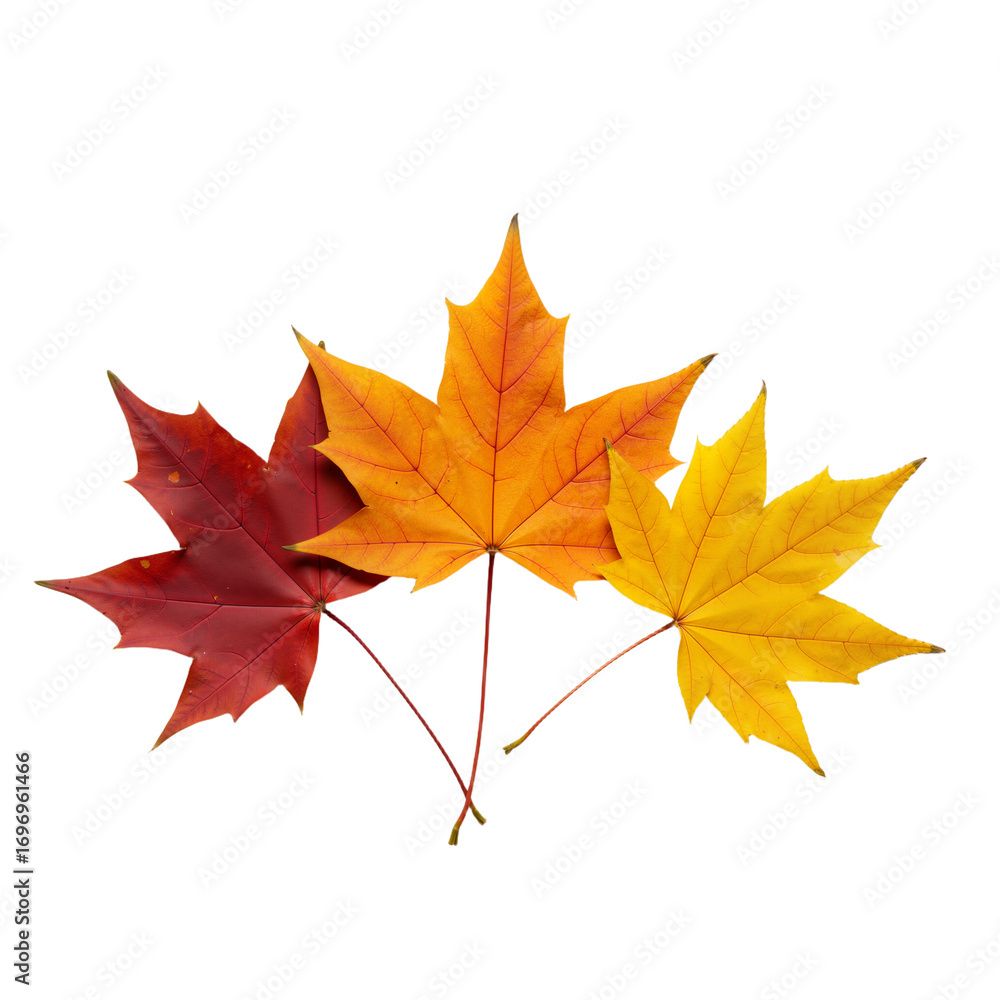 Fototapeta premium Three Autumn Maple Leaves – Symbol of Change, Beauty, and Seasonal Harmony