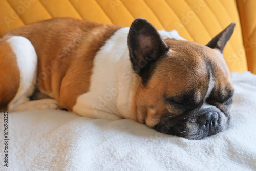 A French Bulldog peacefully napping on a blanket, capturing a moment of calm and comfort.