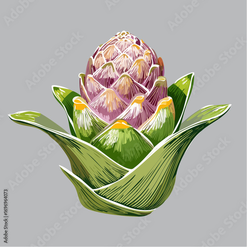 pink pinecone ginger botanical vector illustration for exotic branding