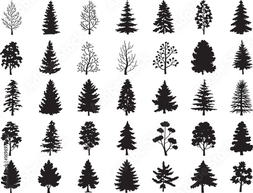Vector set silhouette of different Canadian pine trees. Conifer tree silhouettes on the white background Collection. Bundle of trees.