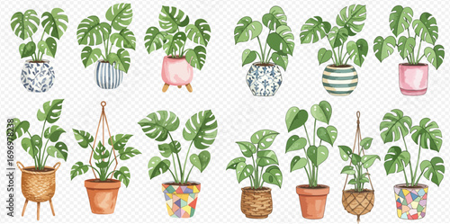 A watercolor collection of various green Monstera houseplants in colorful, patterned planters and hanging baskets.