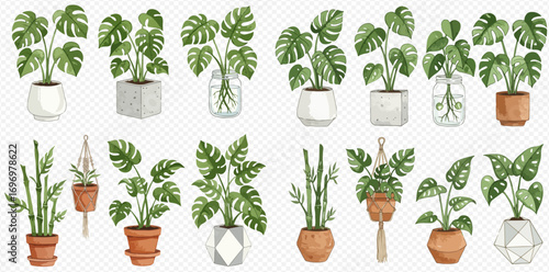 A diverse collection of illustrated houseplants, featuring Monstera in various decorative pots, jars, and hanging planters.