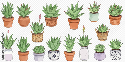 A watercolor collection of various green succulent and aloe vera plants in decorative pots.