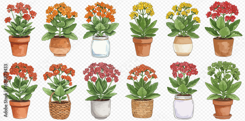 A watercolor illustration set of colorful blooming Kalanchoe plants in various pots, jars, and baskets.