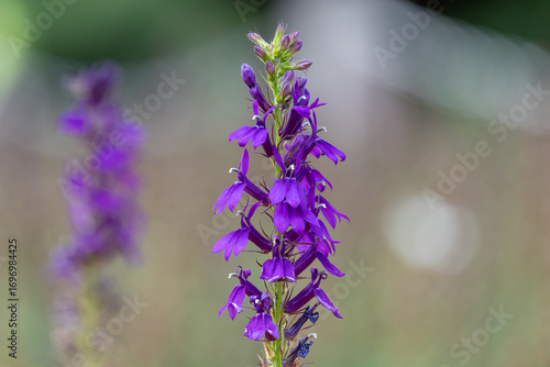 Close up of a purple cardinal flower (lobelia cardinalis) flower