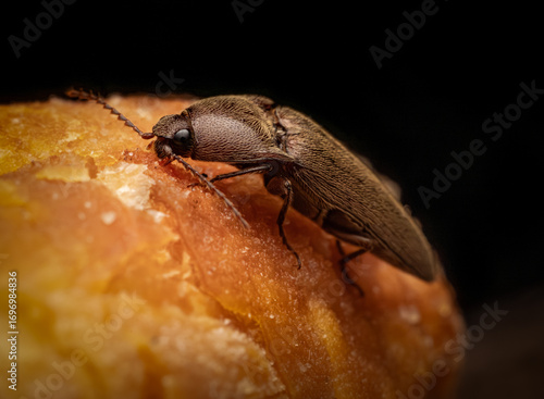 Pennsylvania Dingy ground beetle on bread