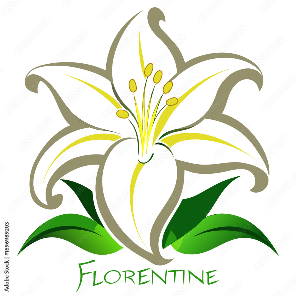 Obraz premium Florentine Lily flower vector illustration