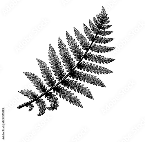 fern leaf isolated in black