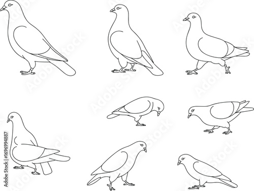 Line art illustration of pigeons in different poses, flying, standing, feeding, walking, simple outline bird vector design for nature and wildlife