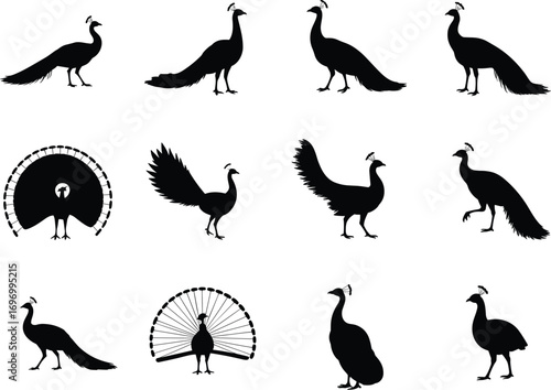 Peacock silhouette vector collection with standing, walking, feather display, decorative bird shapes, exotic wildlife illustration design for nature, tropical, jungle, animal artwork themes