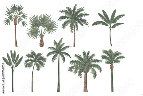 Realistic Palm Tree and Banana Plant Vector Set – Tropical Botanical Illustrations