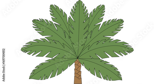A simple, symmetrical illustration of a fan palm tree with lush green fronds and a short trunk, isolated on a white background.