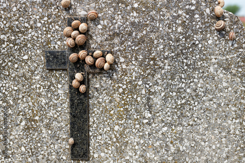 A close-up view of a rough, textured tombstone, with an iron cross prominently attached to its surface, with numerous snails clustered around the cross and scattered across the tombstone.