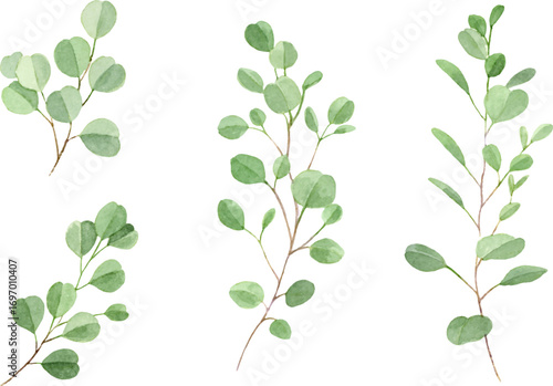 ユーカリポポラスの水彩イラストセット　ベクター