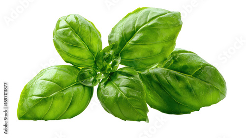 Close-up of fresh basil leaves