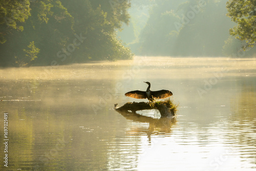 A cormorant dries its wings on the river