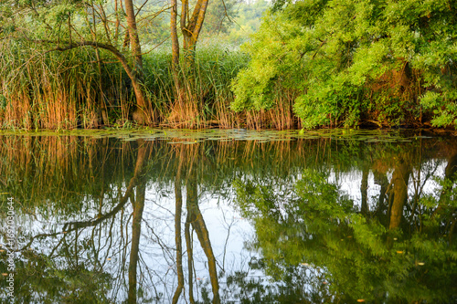 Reflection of trees in the water. Veleka river, Bulgaria