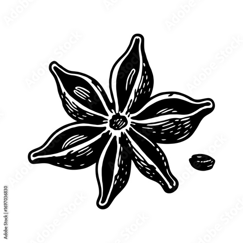 Hand-drawn illustration of a star anise spice pod and seed in sketch style on white background, representing culinary herbs and spices