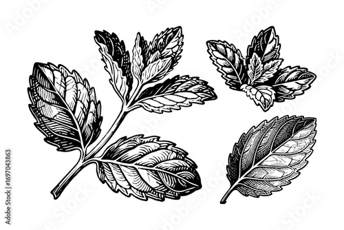 Hand-drawn mint leaves illustration with intricate linework in sketch style on white background, concept of herbal design and nature