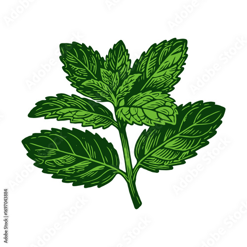 Detailed illustration of fresh mint leaves in hand-drawn style on white background, symbolizing culinary herbs and natural freshness