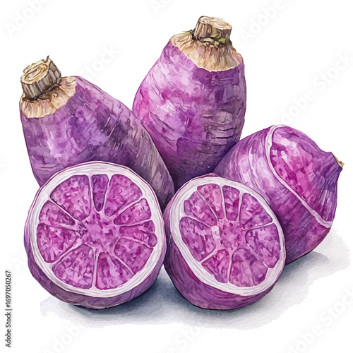 Taro Root, watercolor illustration vector, isolated on a white background.