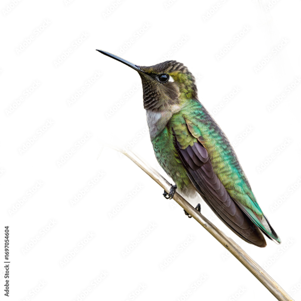Fototapeta premium Vibrant hummingbird with iridescent green plumage perches on a mossy branch amidst lush foliage 