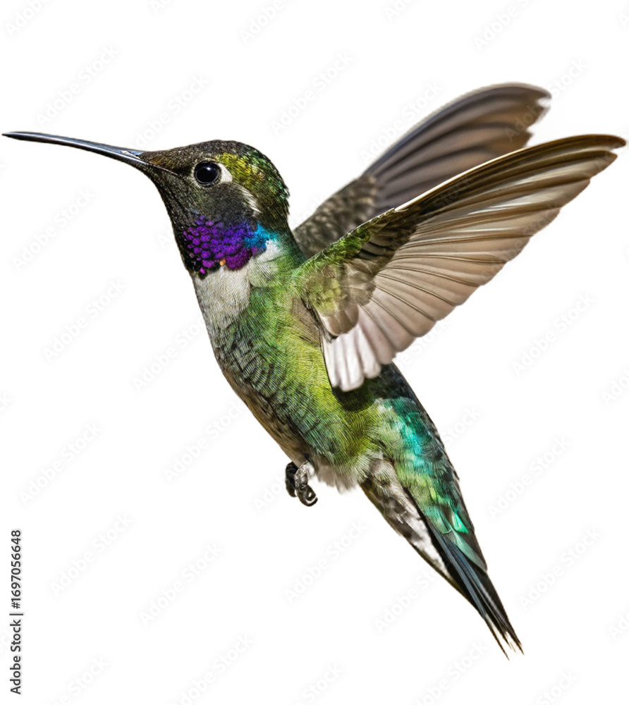 Obraz premium Vibrant hummingbird with iridescent feathers in mid-flight, showcasing its delicate beauty and swift motion. 