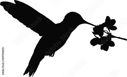 Silhouette of a Hummingbird with Outstretched Wings
