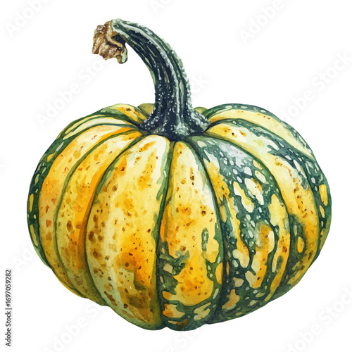 watercolor of Squash, vector, isolated on a white background.
