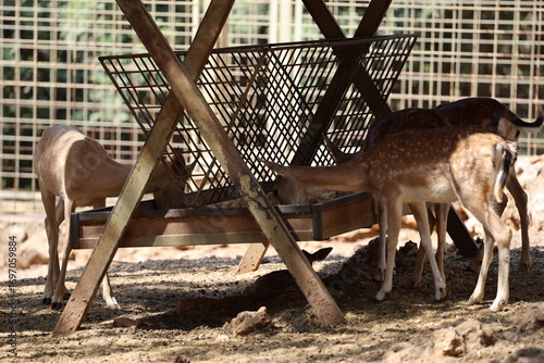 Фотография Deer grazing forest. High quality photo
