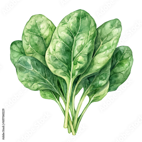 Spinach, watercolor vector, isolated on a white background.