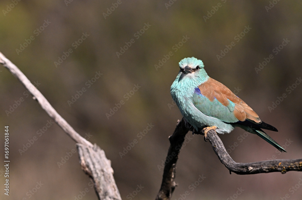 Fototapeta premium a blue eurasian roller in the field