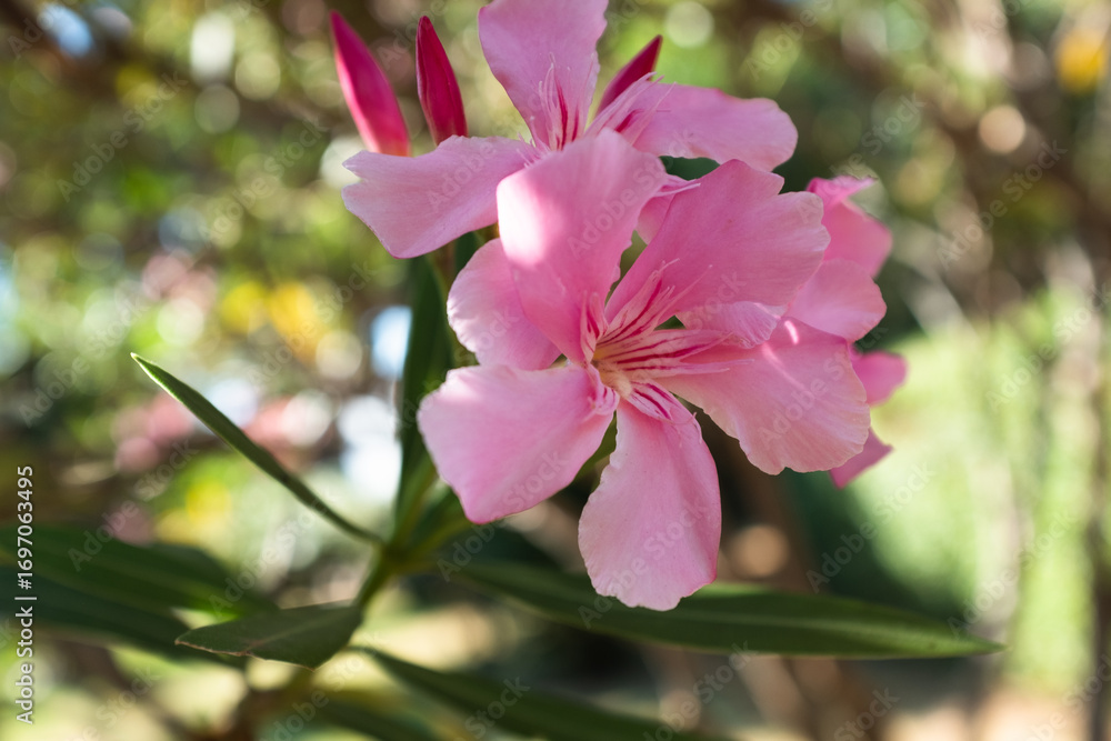 Obraz premium Pink Oleander Flower (Nerium oleander) in Sunlight – Close-Up of Delicate Blossoms on a Toxic Yet Beautiful Ornamental Shrub in a Lush Green Garden. High quality photography