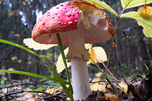 Red fly agaric among the fallen leaves on autumn forest, close-up. Poisonous mushroom. Amanita Muscaria fungus for publication, poster, screensaver, wallpaper, cover, post. High quality photo