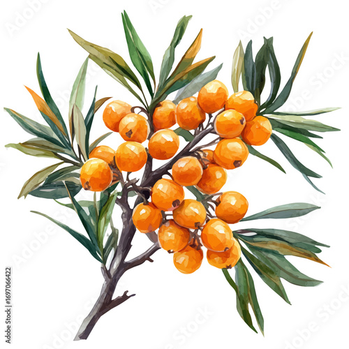 Sea Buckthorn, watercolor painting vector, isolated on a white background.