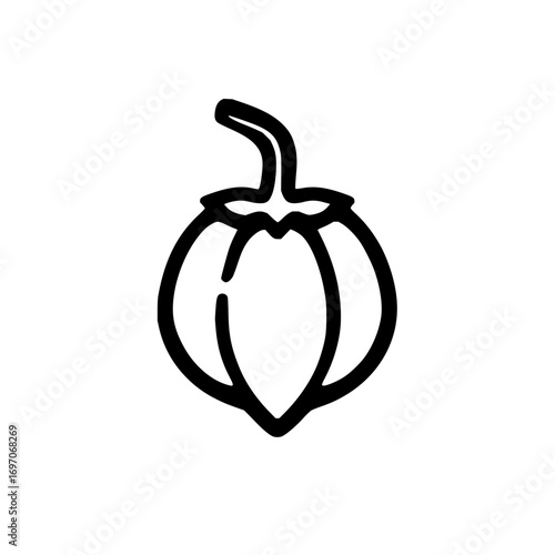 Physalis alkekengi chinese lantern plant drawing vector illustration outline sketch isolated on white background