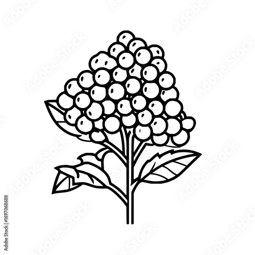 Black and white viburnum berries drawing illustration for botanical designs and coloring pages for adults kids